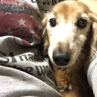 ミニチュアダックス  レッド