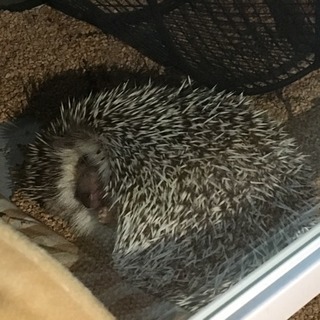 ハリネズミ仲間募集