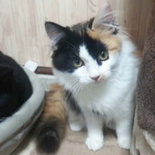 ⚠️SOS⚠️多頭飼育崩壊。子猫30匹⚠️