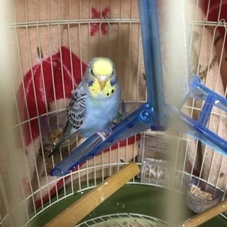 生後約2ヶ月半のセキセイインコ