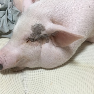 1年3か月のミニブタです。