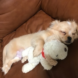 犬友募集〜❤︎