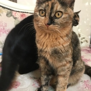 希少   美猫のサビ姉妹  サリーちゃん