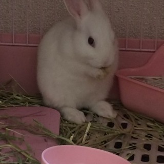 1歳３ヶ月のうさぎ