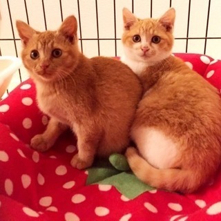 茶白と茶の兄妹生後3カ月
