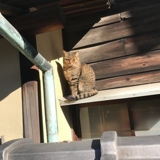 動物好きのグルチャ！猫カフェや動物園行きましょう