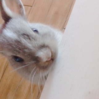 めっちゃ可愛いうさぎちゃん