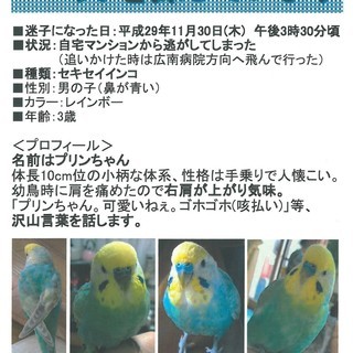 セキセイインコを探しています