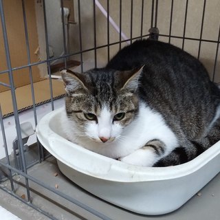 【里親決定】大人しいサバ白♂睦月くん（仮）１歳くらい【ありがとうございました】の画像