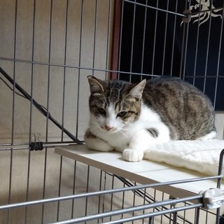 【里親決定】大人しいサバ白♂睦月くん（仮）１歳くらい【ありがとうございました】 - 猫