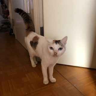 三毛猫のメス 5歳です