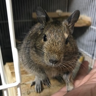 デグーマウス