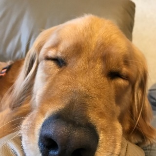 大型犬好きの友達募集