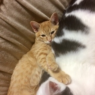 子猫2匹差し上げます！