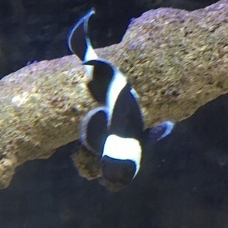 ブラックオセラリス譲ります