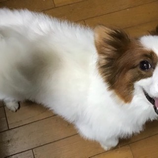 パピヨン  オス9才の里親を募集致します - 京都市