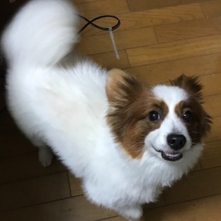 パピヨン  オス9才の里親を募集致します - 犬