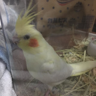 オカメインコの里親を探しています。