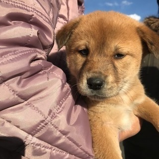 わんちゃんの里親募集です。
