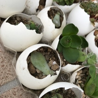 多肉植物仲間募集