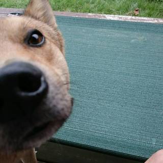 無邪気でかわいい、甘えん坊柴犬MIXくん！