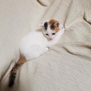 生後２ヶ月のとび三毛 - 猫