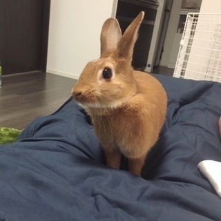 ミニウサギ☆1歳8ヶ月☆