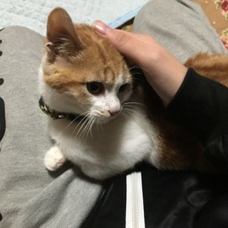 茶トラ 里親募集