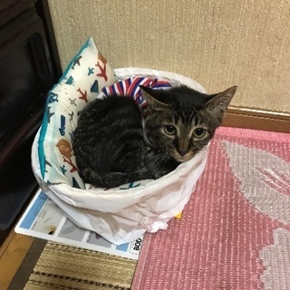 ★推定3ヶ月のとても大人しい男の子です★