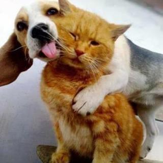 【急募】ご自宅の犬や猫の可愛い動画をお小遣いにしてみませんか？【...