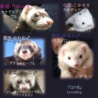 フェレ友募集！ - 伊丹市