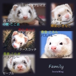フェレ友募集！