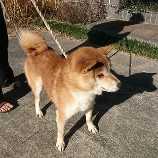 元気いっぱい柴犬2歳半♂