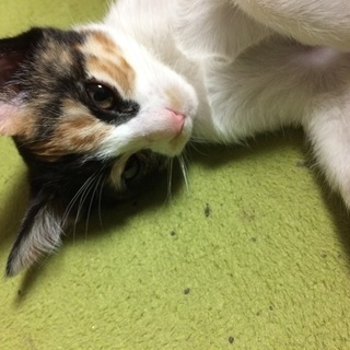 かわいいミケを家族に迎えてあげて下さい。