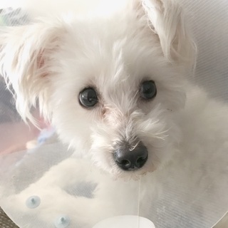 里親募集 - 犬