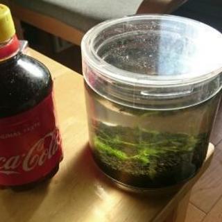 ミニアクアリウム差し上げます！の画像