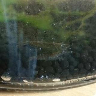 ミニアクアリウム差し上げます！の画像