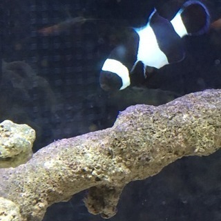 クロニモ譲ります