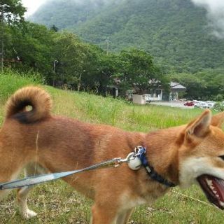 柴犬♂1才2ヶ月(群馬県)