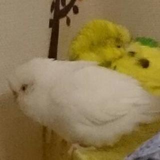 セキセイインコの里親さん募集