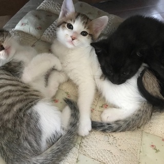 子猫の里親さん募集