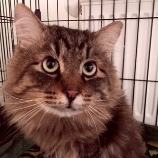 多頭飼育崩壊から引き出した4匹