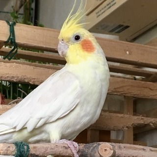 【オカメインコ、オス、3歳】里親募集