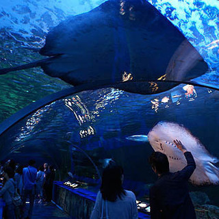 1月8日(1/8)  品川水族館へ！大人の遠足！イルカやアシカの...