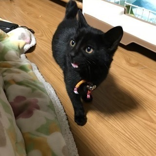 【里親決定】とつぜん現れた黒猫男の子(3ヶ月ちょっと)