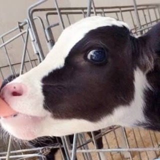 牧場で牛を飼う！酪農正社員！社宅あり！賞与あり！の画像