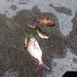釣り友、飲み友募集 - 広島市
