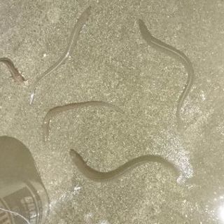 釣り友、飲み友募集 - 友達