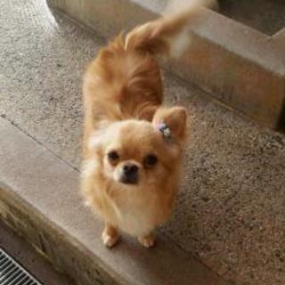 優しい飼い主様を募集しています。