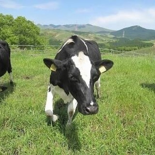 牛のお世話のお仕事！搾乳など！！